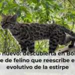 Un gato nuevo: descubierta en Bolivia una especie de felino que reescribe el mapa evolutivo de la estirpe