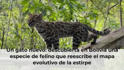 Un gato nuevo: descubierta en Bolivia una especie de felino que reescribe el mapa evolutivo de la estirpe