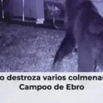 Un oso destroza varios colmenares en Campoo de Ebro