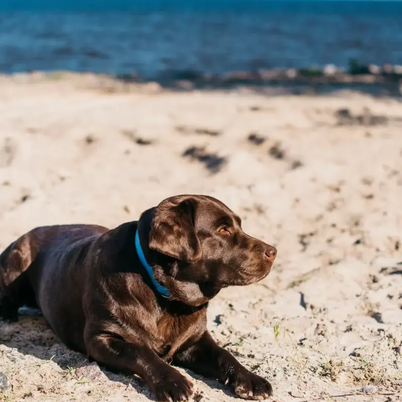 Una experta desvela en Onda Cero qué hacer para que tu mascota no tenga 'síndrome postvacacional'
